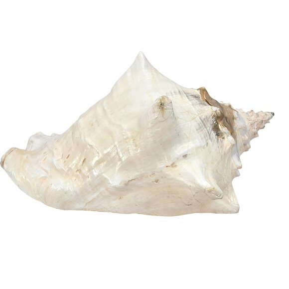 Conch Sea Shell Extra Large Vintage Natural Ocean Beauty Seashell 11" JE396 - Picture 3 of 10
